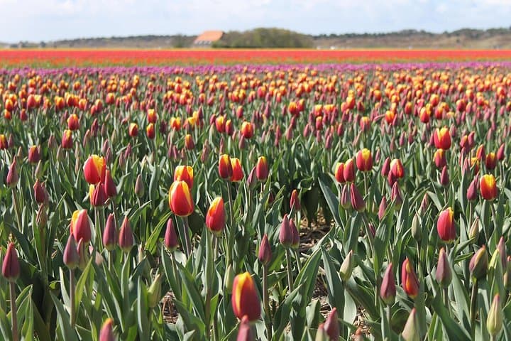 Noord-Holland Private Tulip Tour: Flower Fields, Polders & Alkmaar photo 1