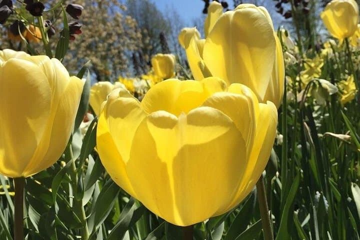 Noord-Holland Private Tulip Tour: Flower Fields, Polders & Alkmaar photo 2