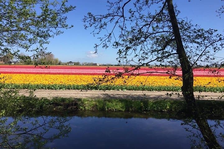 Noord-Holland Private Tulip Tour: Flower Fields, Polders & Alkmaar photo 3
