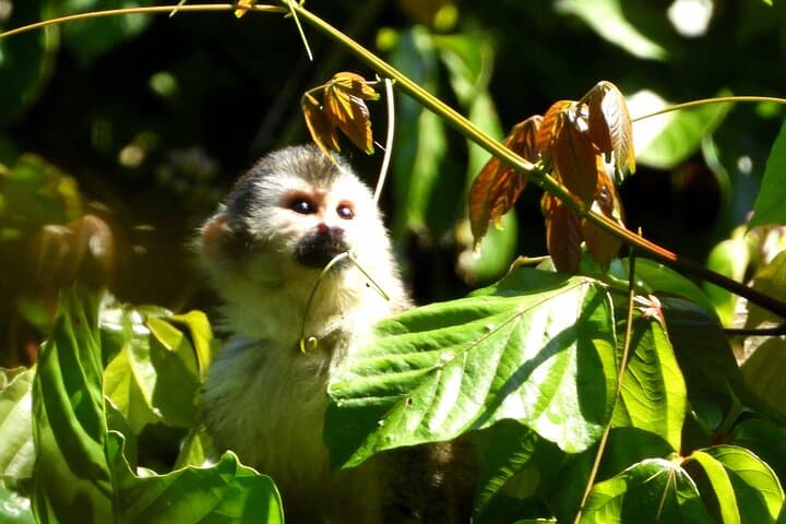 Manuel Antonio National Park Guided Hike: Wildlife, Beaches & Rainforest Trails photo 6