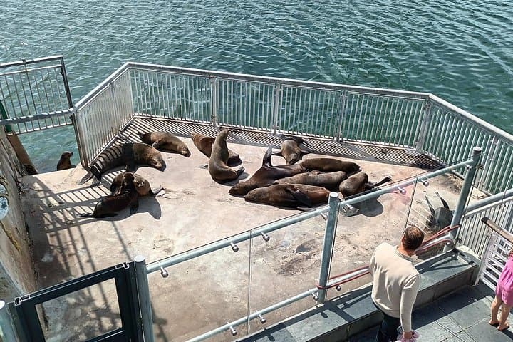 Robben Island to Cape Point Day Tour — Penguins, History & Coastal Drive photo 4