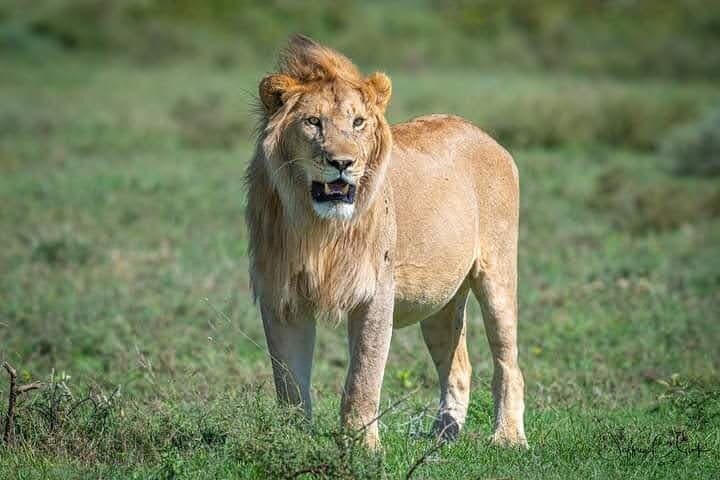 Amboseli National Park 2-Day Safari: Kilimanjaro Views & Elephant Herds photo 3