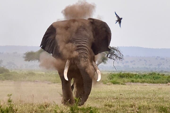 3-Day Masai Mara Luxury Safari: Private Game Drives & Lodge Stay photo 5