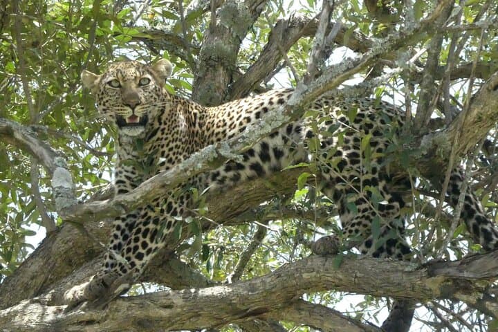 3-Day Masai Mara Luxury Safari: Private Game Drives & Lodge Stay photo 6