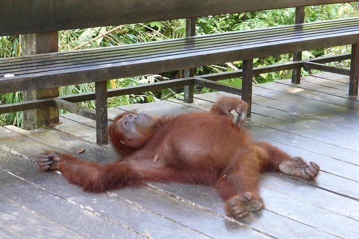 Semenggoh Orangutan Encounter: Half-Day Wildlife Tour from Kuching photo 4
