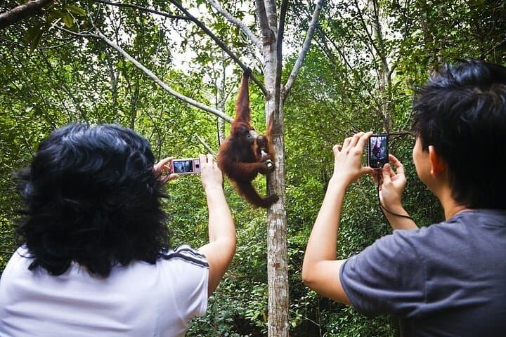Semenggoh Orangutan Encounter: Half-Day Wildlife Tour from Kuching