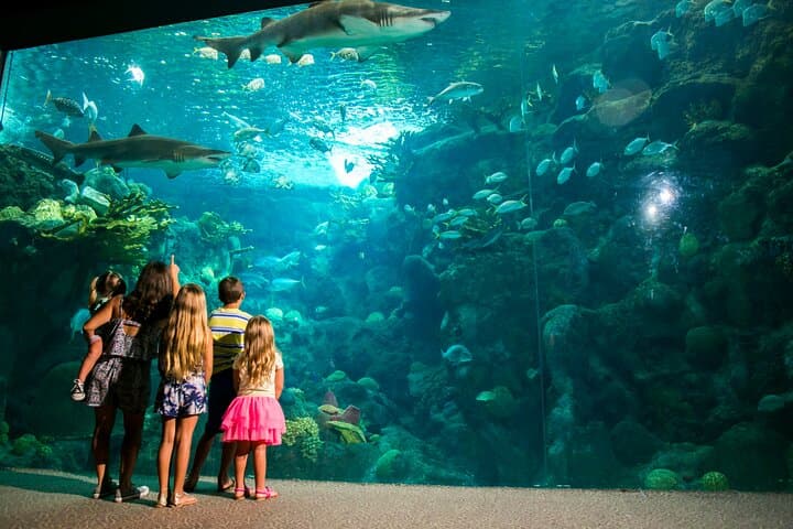 Half-Day Antalya Aquarium & Face2Face Wax Museum Tour — Antalya Aquarium Experience photo 5