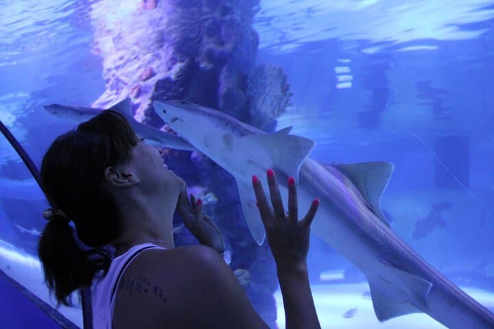 Half-Day Antalya Aquarium & Face2Face Wax Museum Tour — Antalya Aquarium Experience photo 6