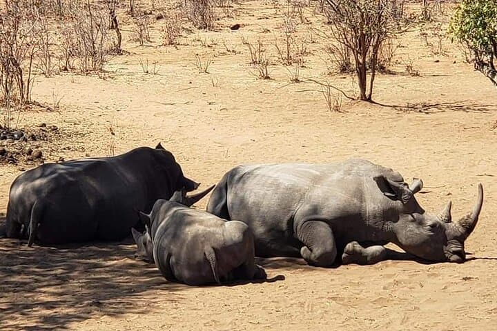 Private Game Drive & Rhino Walk Safari at Mosi-oa-Tunya (Livingstone) photo 4