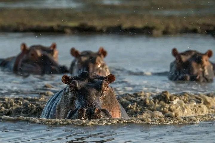 Private Full-Day Chobe Safari: Game Drive & River Cruise from Livingstone photo 4