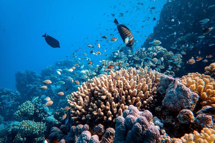 Blue Hole to Towailat: Dahab Day Trip with Snorkel, Camel Ride & Mountain Views photo 5
