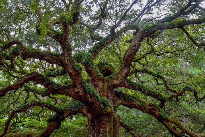 Charleston Style VIP: Private Full-Day Historic & Plantation Tour photo 4