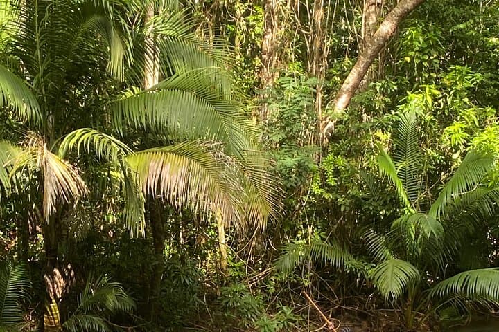Martha Brae Bamboo Rafting from Montego Bay — Gentle River Float in Trelawny photo 3