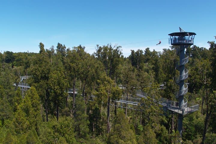 West Coast Tower Zipline & Treetop Walk: Greymouth Canopy Adventure photo 6