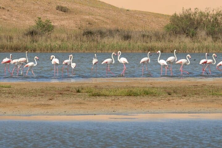Day Trip to Souss Massa National Park from Agadir — Coastal Wildlife Jeep Tour