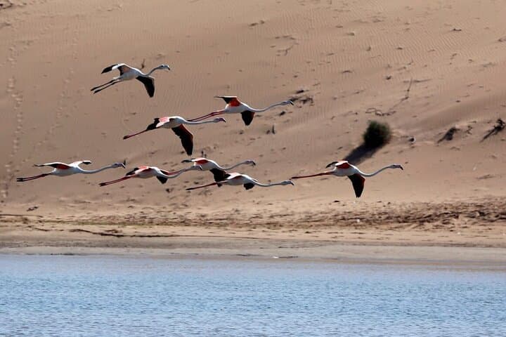 Day Trip to Souss Massa National Park from Agadir — Coastal Wildlife Jeep Tour photo 2