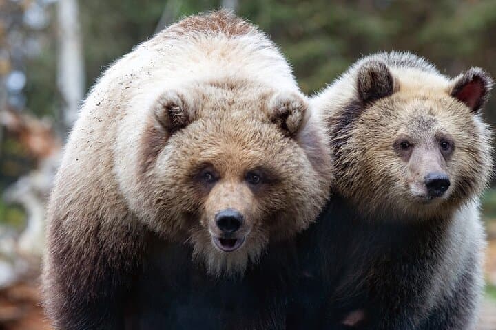 Skip-the-Line Woodland Park Zoo: Daily Admission in Seattle photo 2