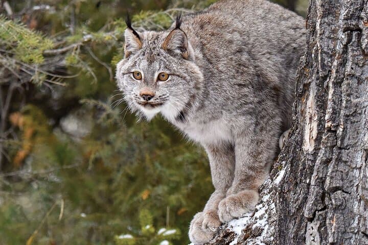 Skip-the-Line Woodland Park Zoo: Daily Admission in Seattle photo 3