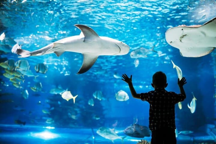 Aquaria Phuket: Explore Thailand’s Largest Aquarium at Central Floresta