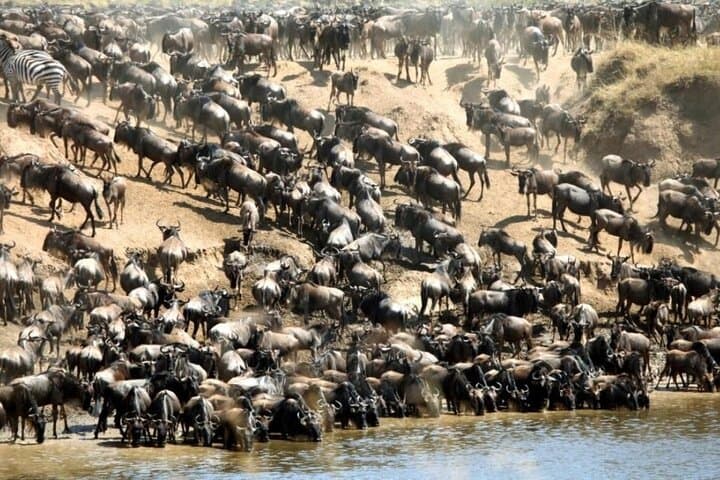 4-Day Masai Mara Jeep Safari: Wildebeest Migration & Big Five Lodge Experience photo 3