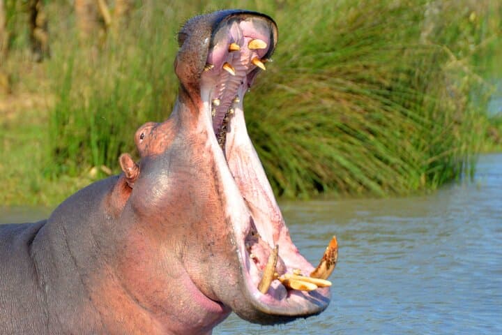 St Lucia Boat Safari: Hippos, Crocs & Birdlife from Richards Bay photo 4