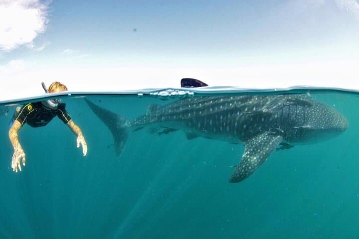 La Paz Whale Shark Snorkeling — Small-Group Encounters with Gentle Giants