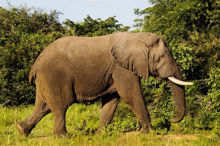 One-Day Akagera National Park Safari from Kigali: Big Five & Lake Ihema Boat Ride