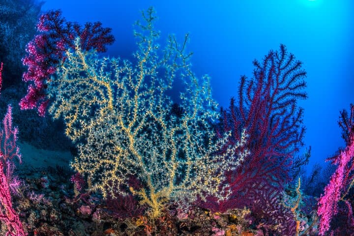 Diving Banco Santa Croce from Sorrento: Double Dive with Expert Guide