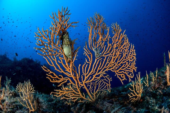 Diving Banco Santa Croce from Sorrento: Double Dive with Expert Guide photo 2