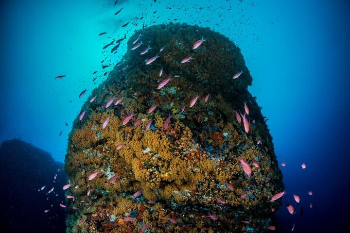 Diving Banco Santa Croce from Sorrento: Double Dive with Expert Guide photo 3
