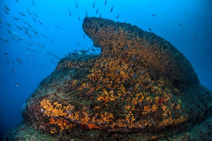 Diving Banco Santa Croce from Sorrento: Double Dive with Expert Guide photo 4