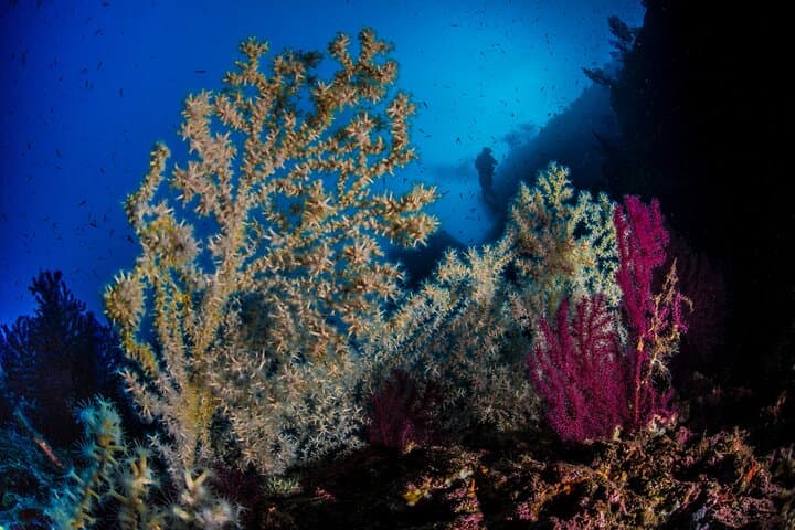 Diving Banco Santa Croce from Sorrento: Double Dive with Expert Guide photo 5