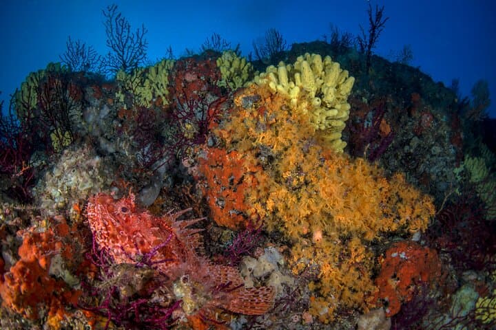 Diving Banco Santa Croce from Sorrento: Double Dive with Expert Guide photo 6