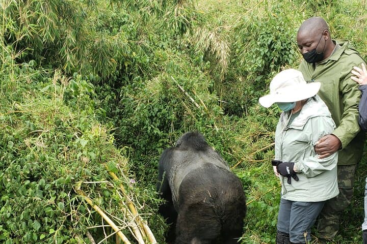2-Day Mountain Gorilla Safari in Rwanda: Volcanoes National Park Trekking Adventure photo 4