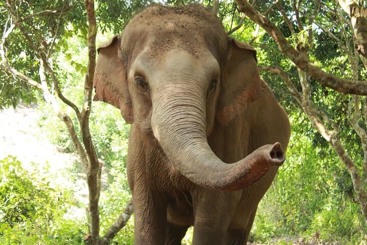 Ethical Elephant Observation at Samui Elephant Sanctuary — Responsible Wildlife Encounters in Koh Samui