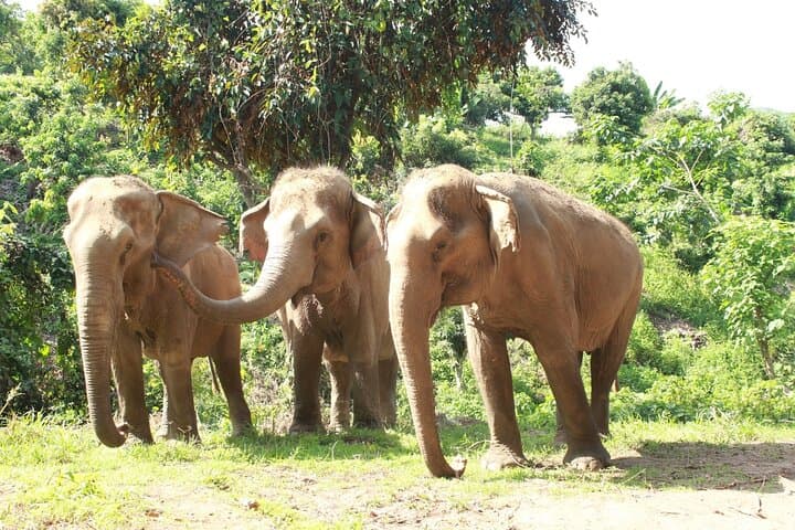 Ethical Elephant Observation at Samui Elephant Sanctuary — Responsible Wildlife Encounters in Koh Samui photo 2