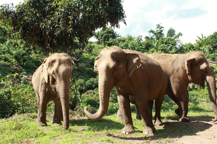 Ethical Elephant Observation at Samui Elephant Sanctuary — Responsible Wildlife Encounters in Koh Samui photo 3