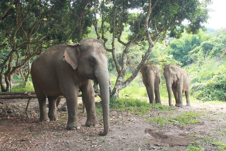 Ethical Elephant Observation at Samui Elephant Sanctuary — Responsible Wildlife Encounters in Koh Samui photo 4