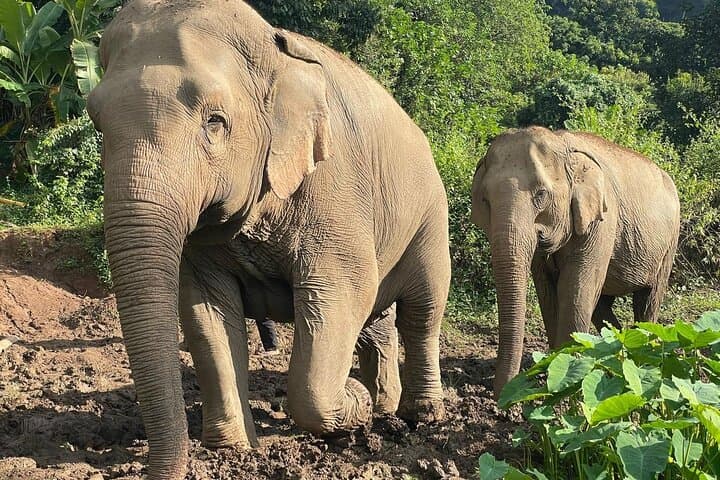 Ethical Elephant Observation at Samui Elephant Sanctuary — Responsible Wildlife Encounters in Koh Samui photo 5
