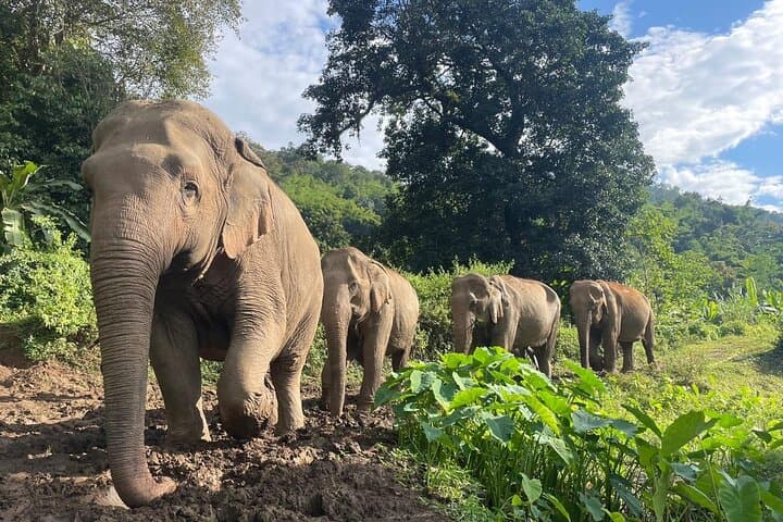 Ethical Elephant Observation at Samui Elephant Sanctuary — Responsible Wildlife Encounters in Koh Samui photo 6