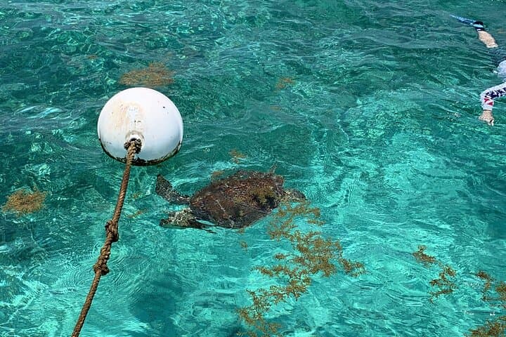 Hol Chan & Turtle Garden Snorkel Tour from Belize City photo 6