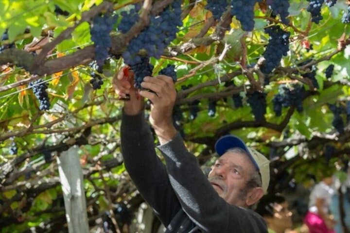 Madeira Wine Safari: Cabo Girão Cliffs & São Vicente Vineyard Half-Day Tour photo 3