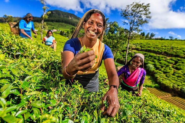 Kandy All-Inclusive Day Tour from Colombo: Temple, Gardens & Tea photo 3