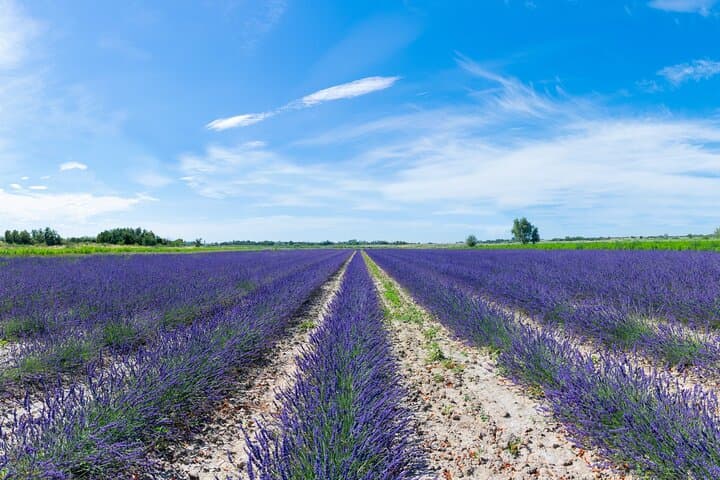 Lavender Distillery Tour Between Provence and the Camargue: From Field to Essential Oil