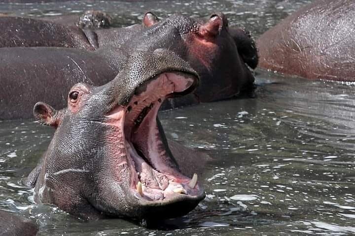 Cycle, Boat & Walk: Private Lake Naivasha Day Trip to Hells Gate & Crescent Island
