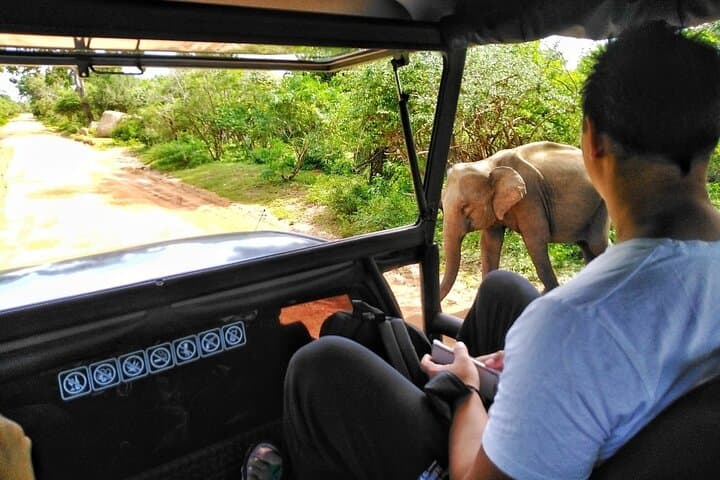 yala-day-safari-from-colombo-leopard-spotting-and-wildlife