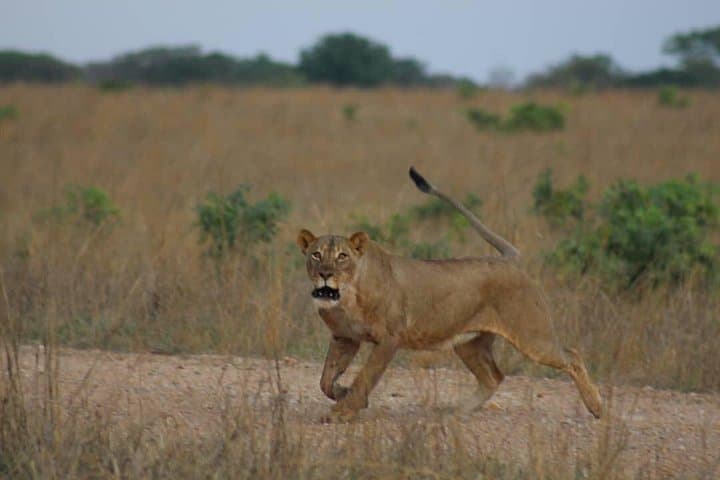 Overnight Hwange Safari from Victoria Falls: 2-Day Big Five Game Drive photo 2