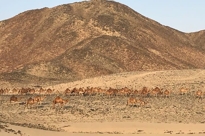 Sunrise Desert Safari & Quad Bike Adventure Jeddah photo 6