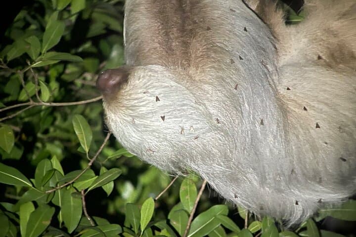 Private Manuel Antonio Sunset & Night Wildlife Hike — Sunset Views and Nocturnal Wildlife photo 2