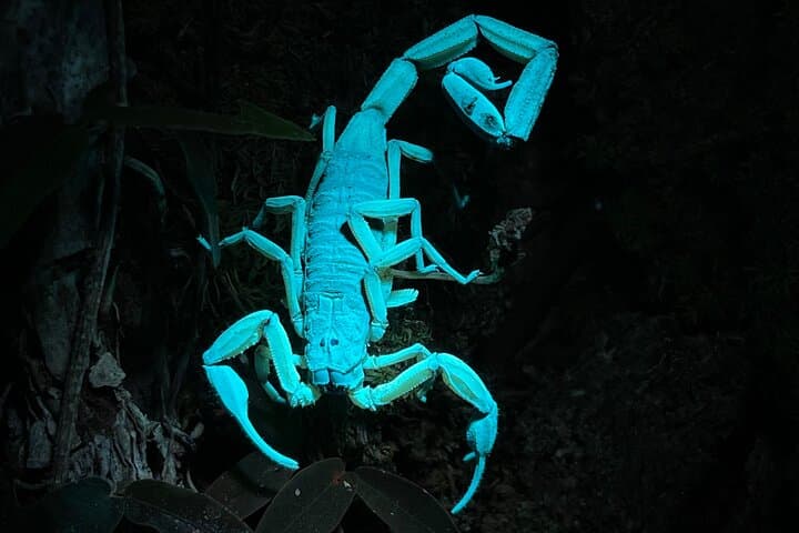 Private Manuel Antonio Sunset & Night Wildlife Hike — Sunset Views and Nocturnal Wildlife photo 3